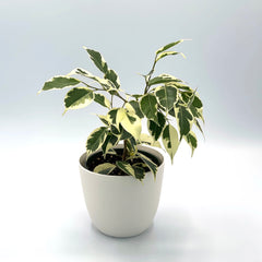 Ficus, variegated weeping benjamina