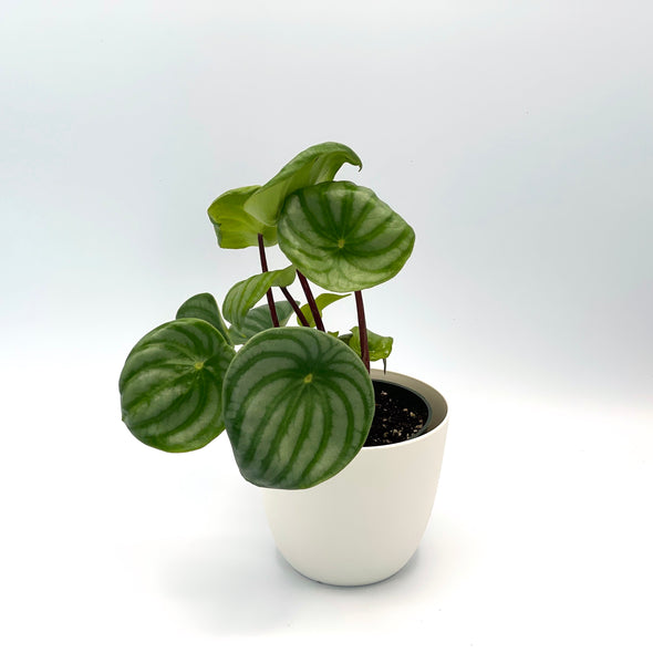 Watermelon peperomia