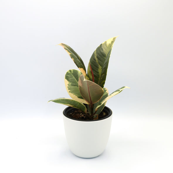 Variegated Rubber Tree