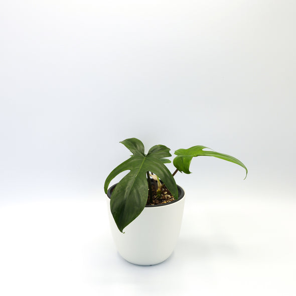 Philodendron ‘Florida’