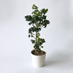 Black Aralia tree