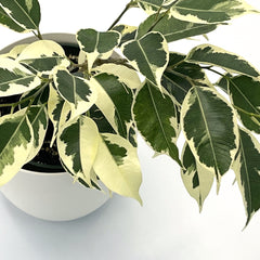 Ficus, variegated weeping benjamina