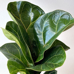 Little Fiddle Leaf Fig