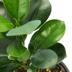 Ficus Danielle