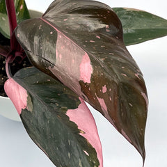 Philodendron ‘Pink Princess’