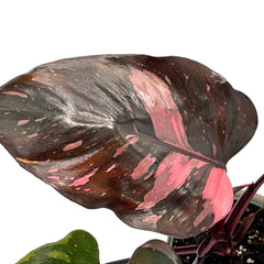 Philodendron ‘Pink Princess’