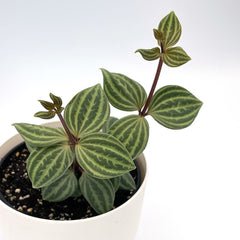 Peperomia puteolata