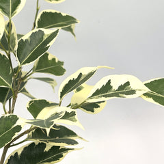 Ficus, variegated weeping benjamina