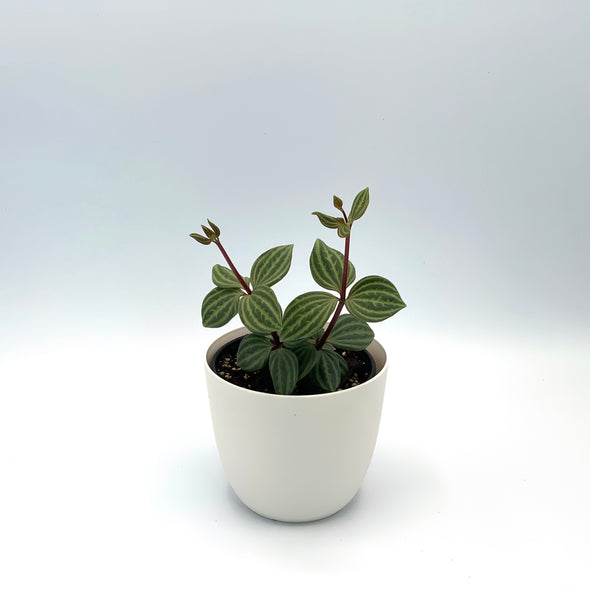 Peperomia puteolata