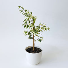 Ficus, variegated weeping benjamina