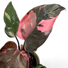 Philodendron ‘Pink Princess’