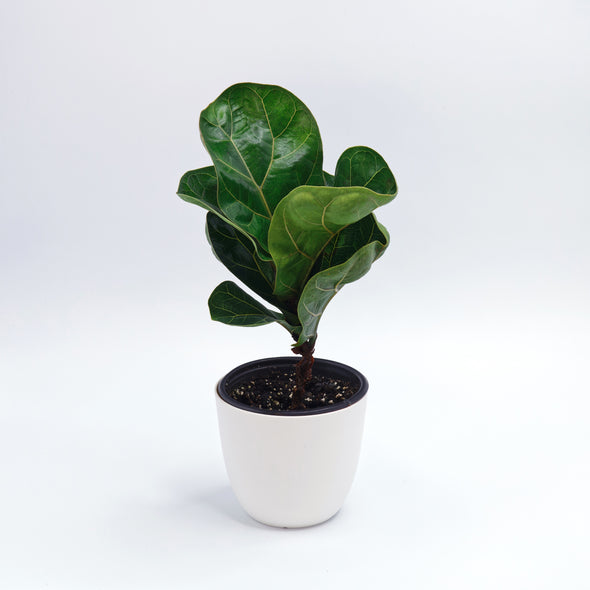 Little Fiddle Leaf Fig