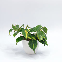 Philodendron 'Brasil'