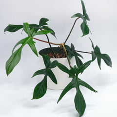 Philodendron ‘Florida’