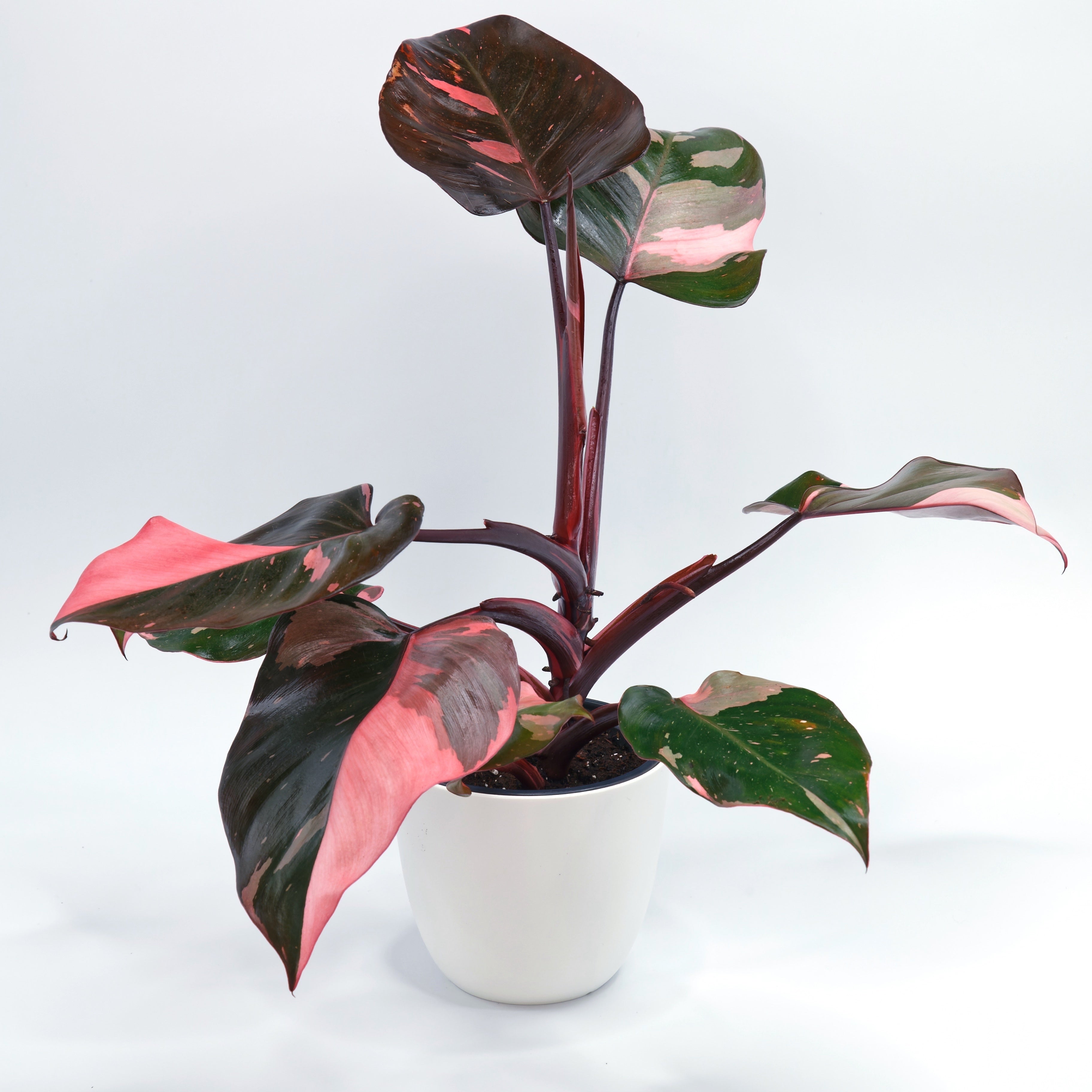 Philodendron 'Pink Princess' – Plant Camp