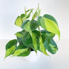 Philodendron 'Brasil'